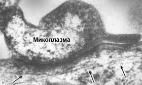Микоплазма ползет по поверхности хозяйской клетки.