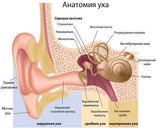 Анатомия уха.