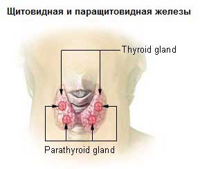 Тиреоидит: щитовидная железа (thyroid gland) и паращитовидная железа (parathyroid gland).