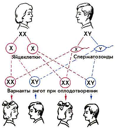 Механизм определения пола: XX - половые хромосомы матери; XY - половые хромосомы отца.