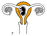 г - развитие оплодотворенной яйцеклетки в эмбрион