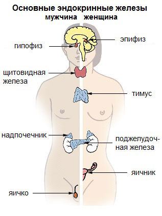 Основные эндокринные железы.