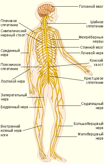 Нервная система человека.