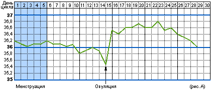 График базальной температуры при нормальной овуляции.