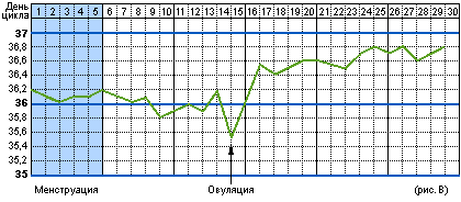 График базальной температуры при овуляции с последующим зачатием и беременностью.