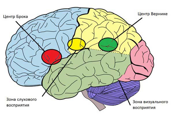 Речевые центры головного мозга.