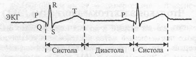 Электрокардиограмма: систола, диастола.