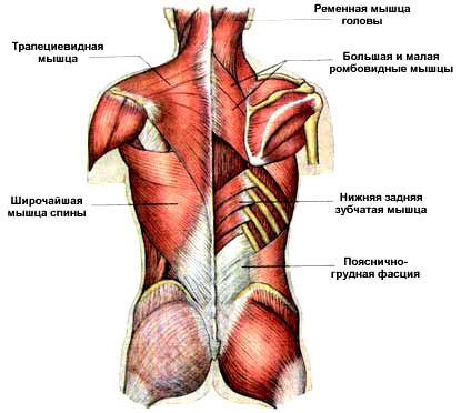 Околопозвоночные мышцы: ременная мышца головы, большая и малая ромбовидные мышцы, нижняя задняя зубчатая мышца, пояснично-грудная фасция, широчайшая мышца спины, трапециевидная мышца.