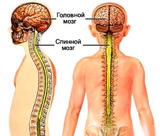 Центральная нервная система: головной мозг, спинной мозг.