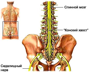 Спинной мозг, поясничная часть. «Конский хвост» и седалищный нерв.