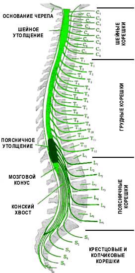 Положение сегментов спинного мозга по отношению к позвонками.