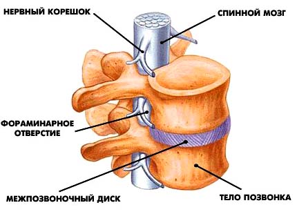 Позвоночно-двигательный сегмент: спинной мозг, тело позвонка, межпозвоночный диск, фораминальное отверстие, нервный корешок.